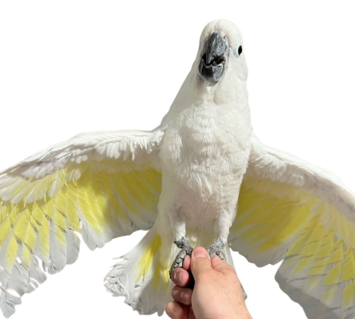 Cockatoo Parrots in New Hampshire