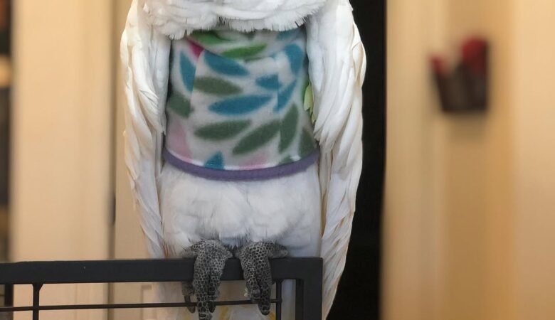 Cockatoo Parrots in Nevada