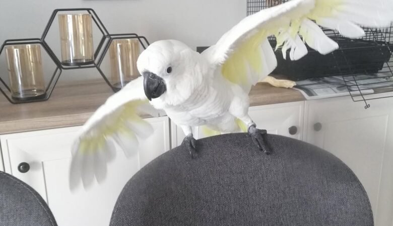 Cockatoo Parrots in Massachusetts