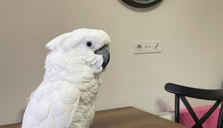 Cockatoo Parrots in Nebraska