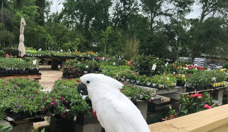 Cockatoo Parrots in Minnesota
