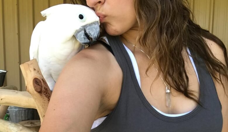 Cockatoo Parrots in Mississippi