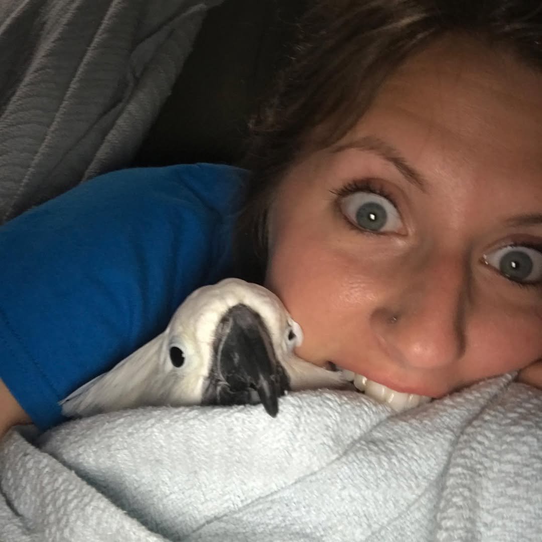 Cockatoo parrots for sale in Kawerau District