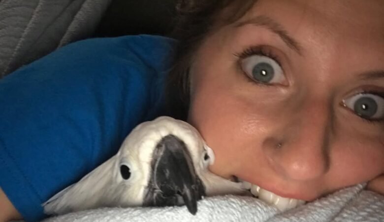 Cockatoo Parrots in Missouri