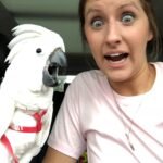 How often should I execute my Cockatoo Grooming Guide routine for bathing and nail checks?