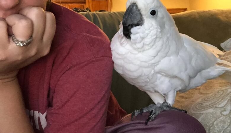 Cockatoo Parrot Breeders in Minnesota