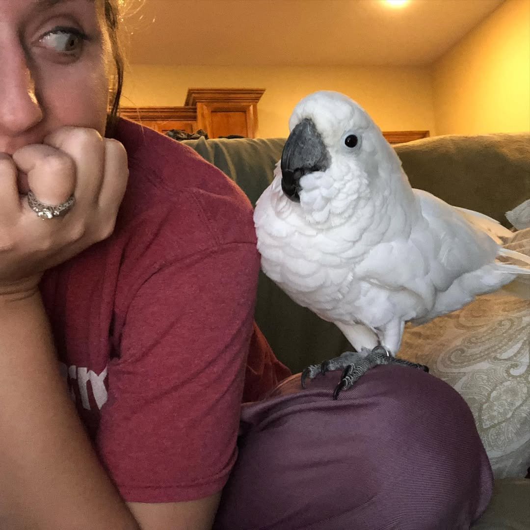 Cockatoo Parrot Breeders in Minnesota