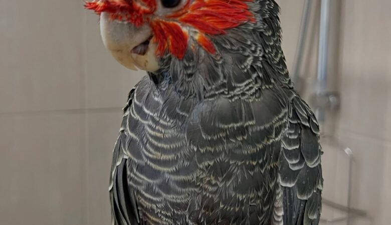 Cockatoo Parrot Breeders in Montana