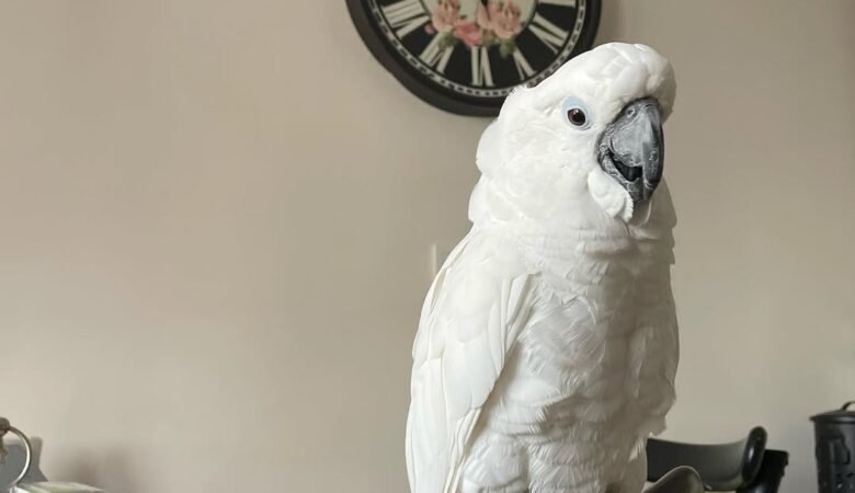Cockatoo Parrots for Sale in Yolo County, CA