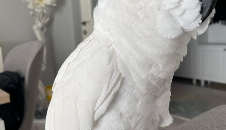 Cockatoo Parrots in New Mexico
