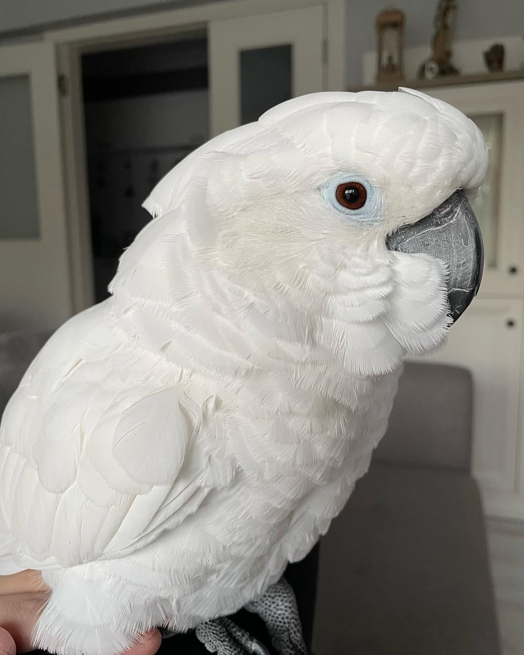Cockatoos in Vermont