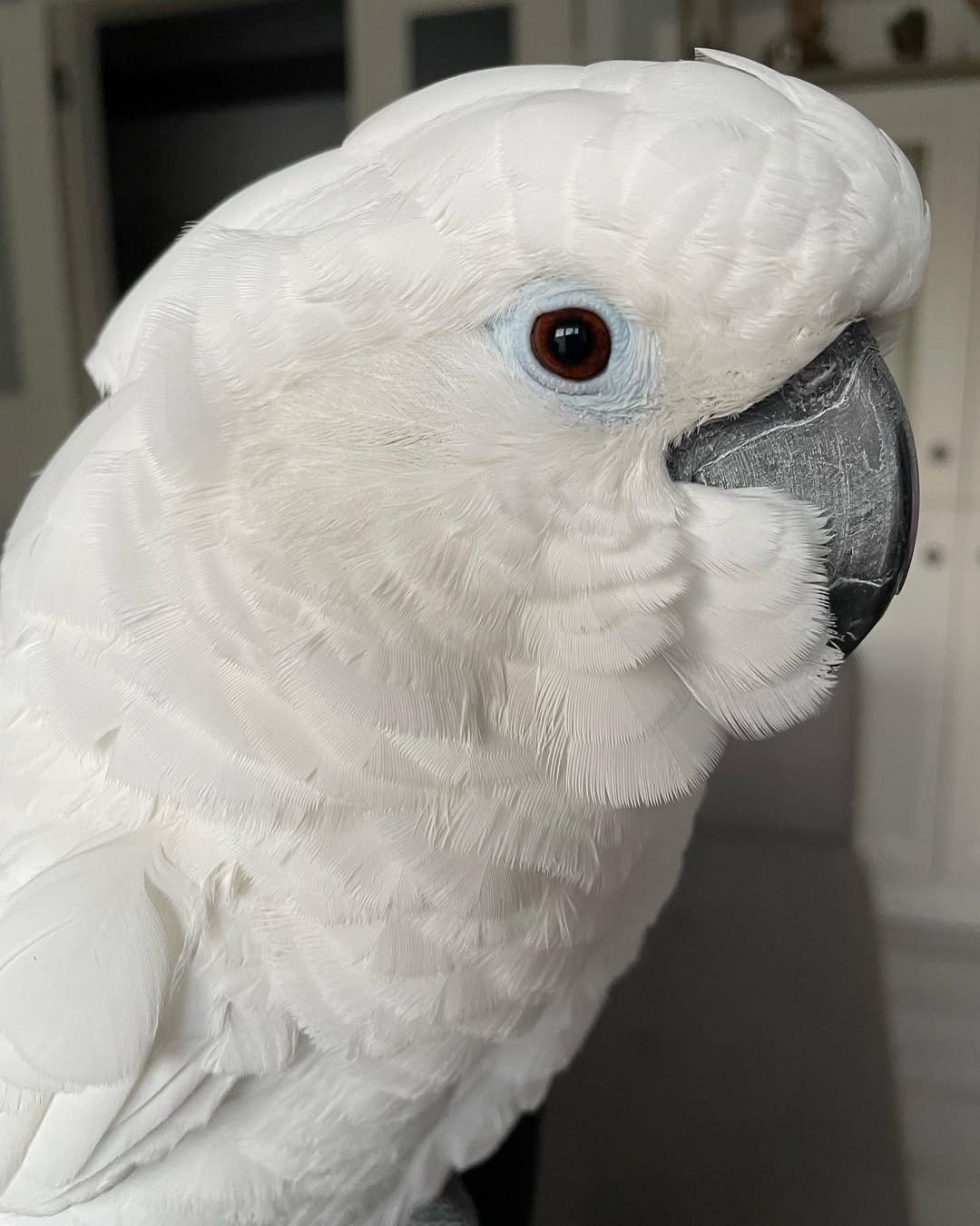 Cockatoo Parrots For Sale in Limerick