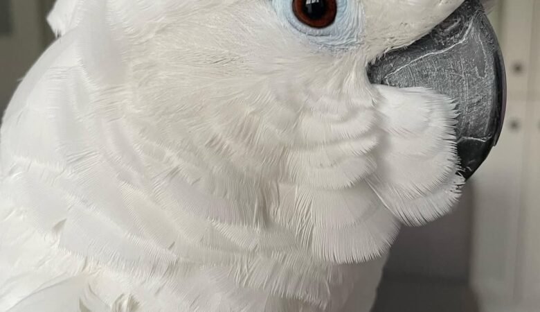 Can cockatoos be left alone during the day