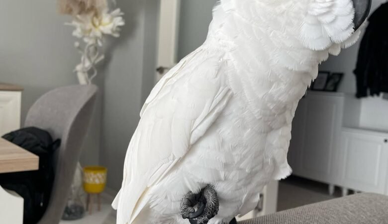 Cockatoo Parrots in Pennsylvania