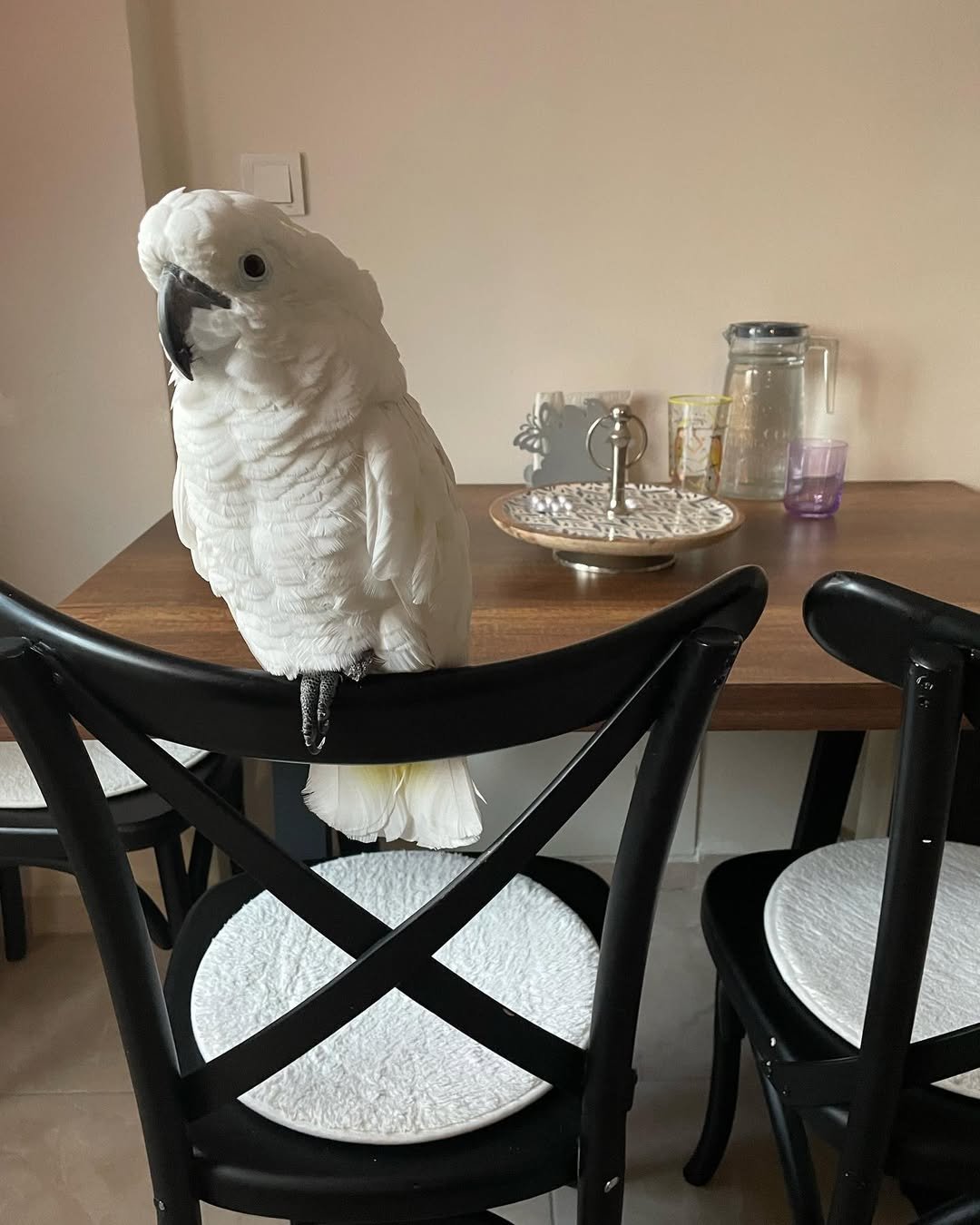 Cockatoo Parrot Breeders in South Dakota
