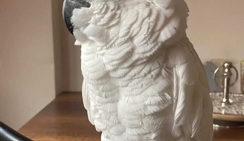 Cockatoo Parrots in North Carolina