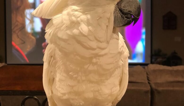 Cockatoo Parrots in North Dakota