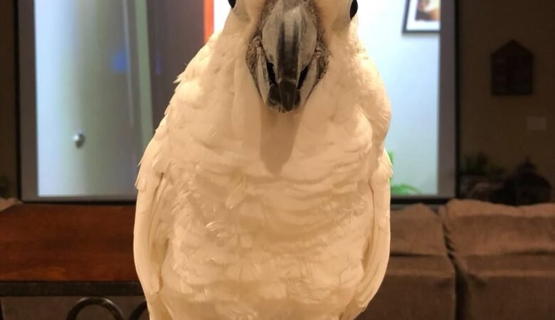 Cockatoo Parrots in Oklahoma