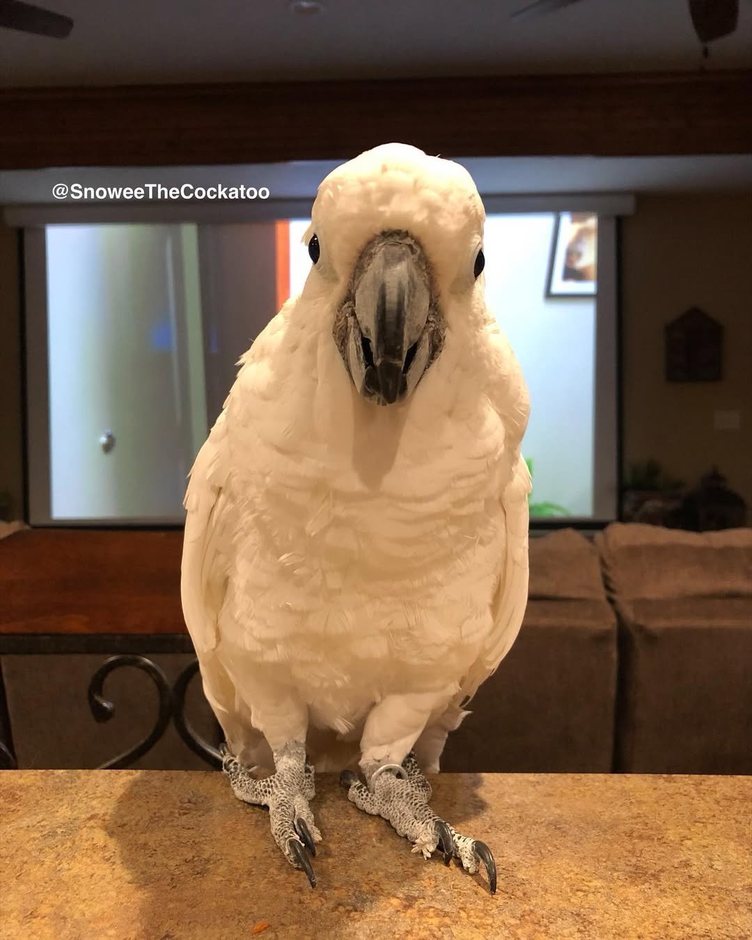 Cockatoo Parrots in Oklahoma