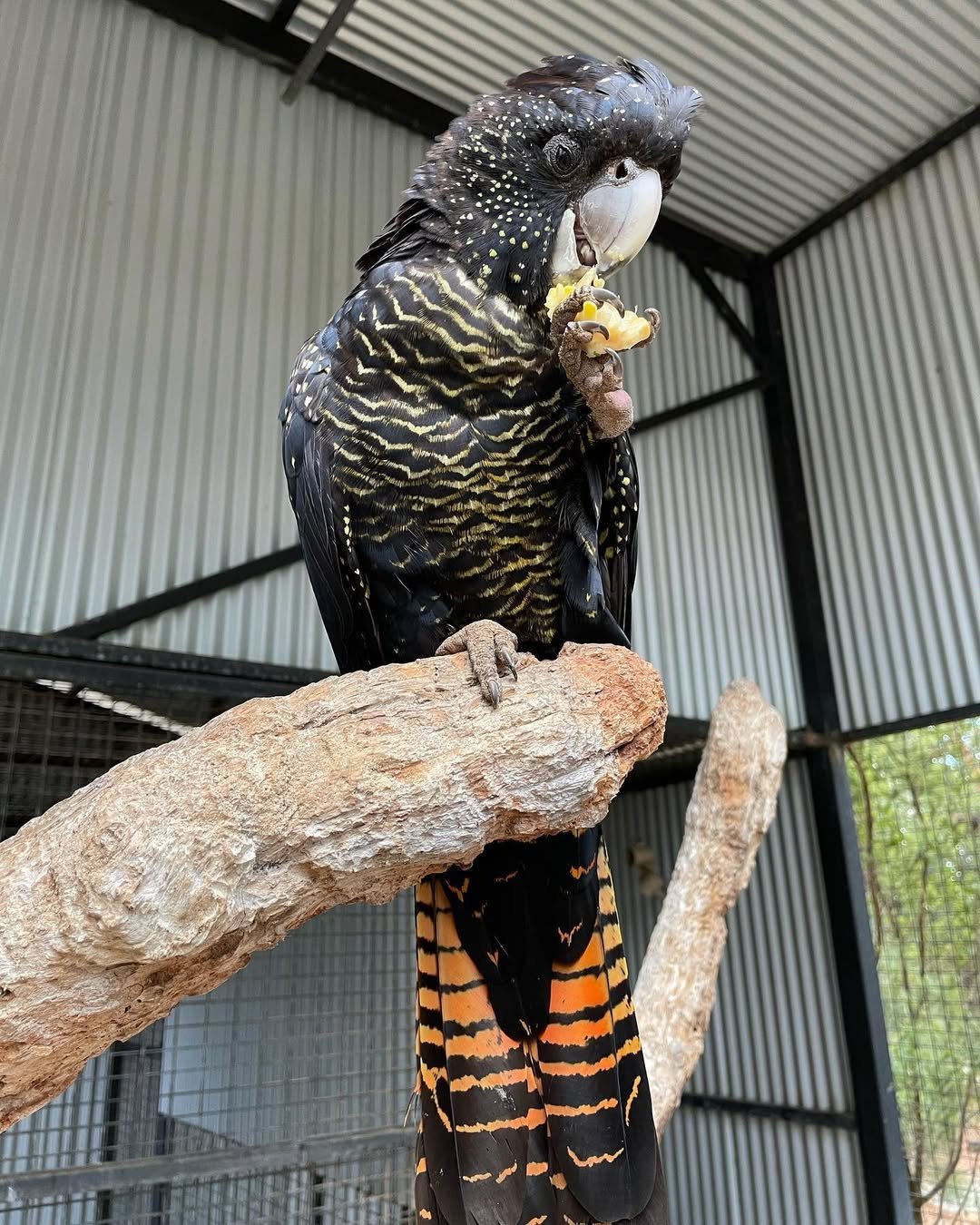 Cockatoo Parrots for sale in Edmonton Alberta