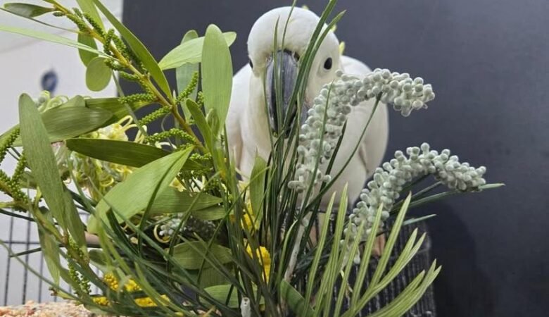 cockatoo parrot breeders in New Zealand