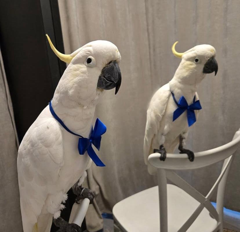 Cockatoo Parrots for sale in Vancouver British Columbia