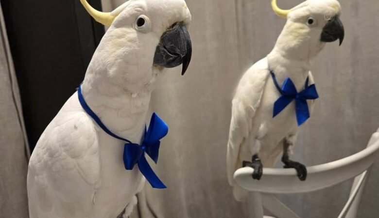 cockatoo parrot breeders in Puerto Rico