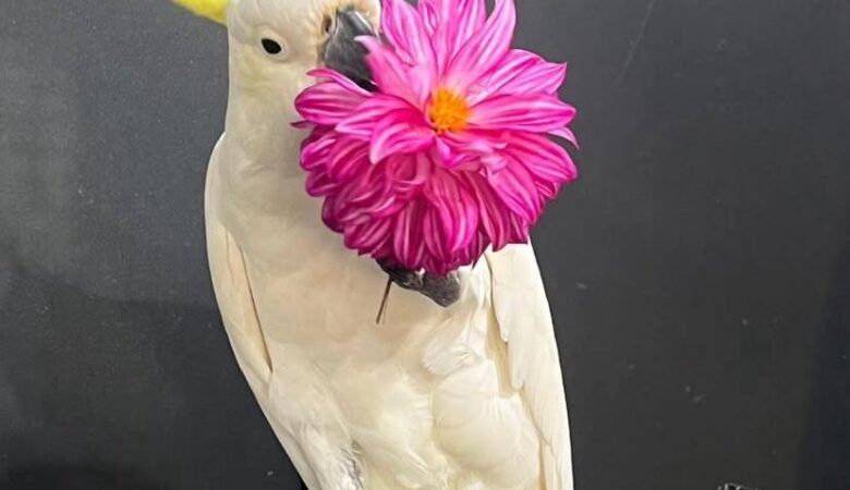 Cockatoos in Canada