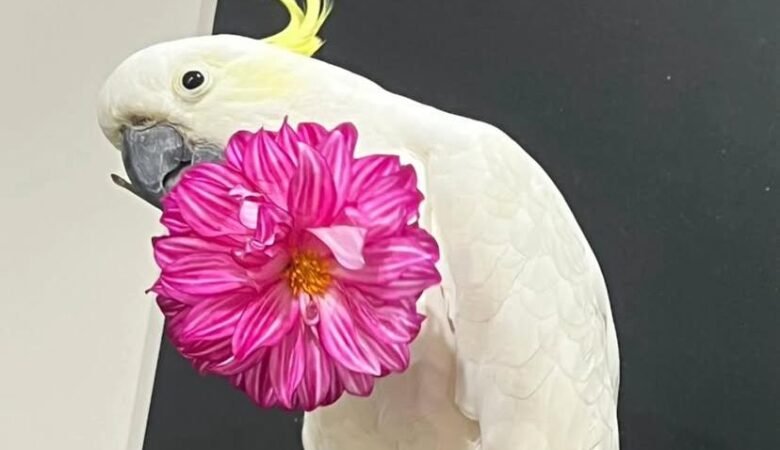 cockatoo parrot breeders in United Arab Emirates
