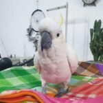Do cockatoos talk or mimic words as clearly as African Greys or Amazons?