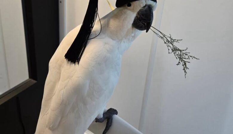Cockatoo Parrots for Sale in Placer County, CA