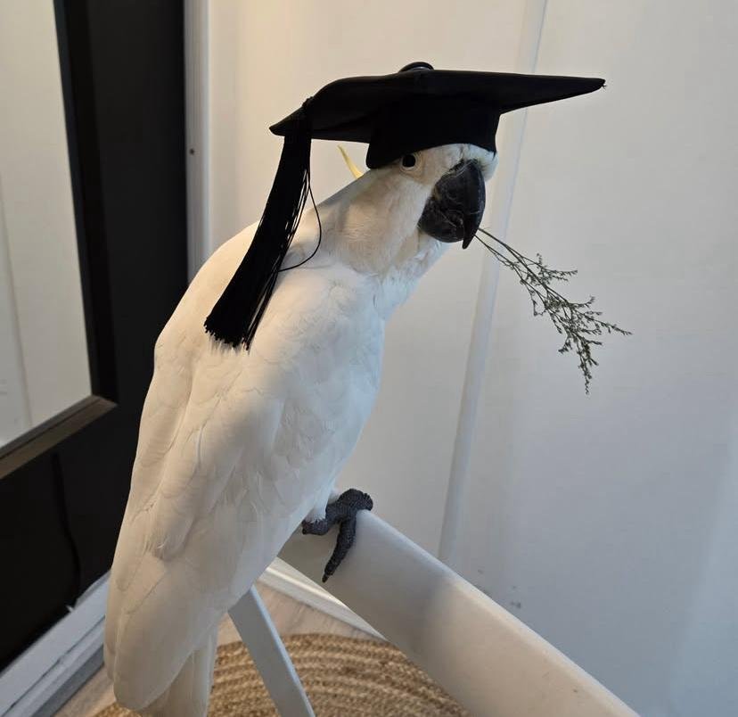 Cockatoo Parrots for Sale in Placer County