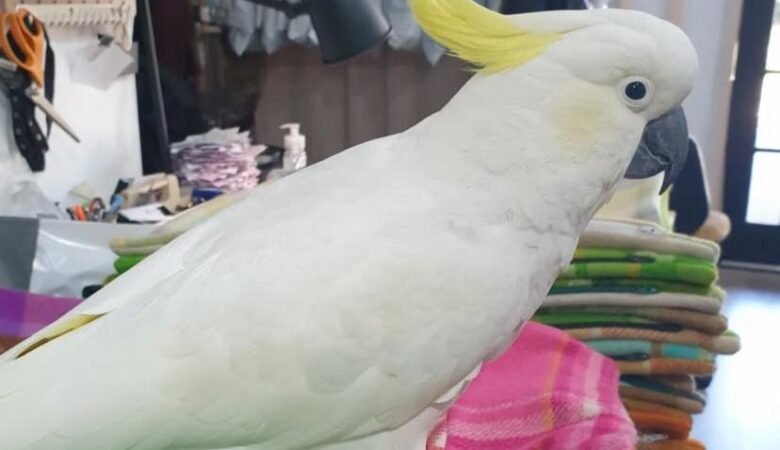 Cockatoo Parrots for Sale in Nevada County, CA
