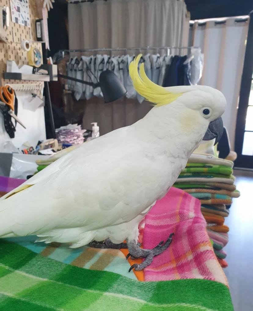 Cockatoo Parrots for Sale in Nevada County