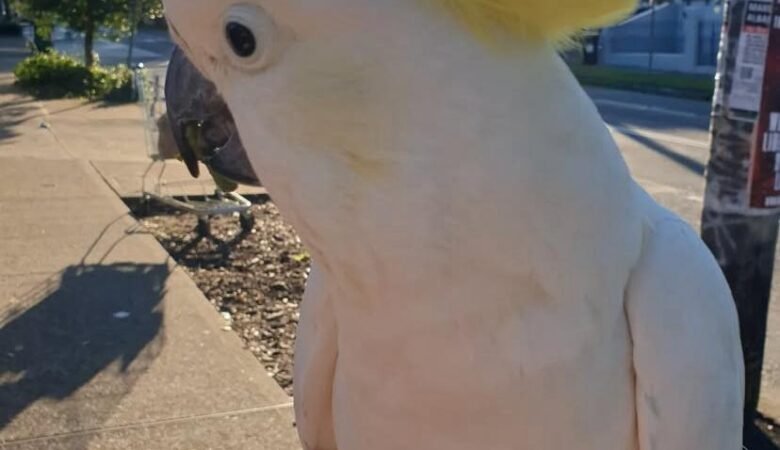 Cockatoo Parrots for Sale in Napa County, CA