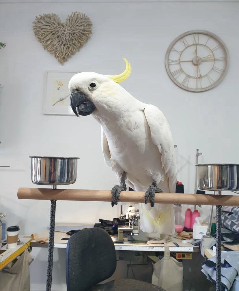 Cockatoo Parrots in West Virginia