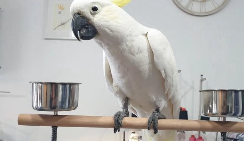 Cockatoo Parrots for Sale in Sacramento County, CA