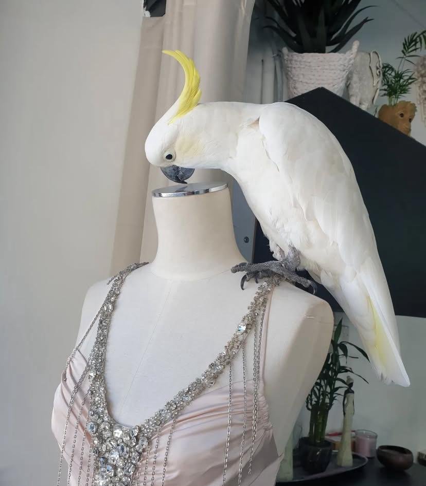 Cockatoo Parrots for Sale in San Benito County
