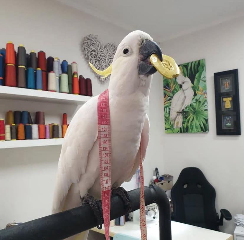 Cockatoo Parrots for Sale in San Bernardino County
