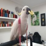 Can I feed my cockatoo frozen vegetables if I don't have fresh produce on hand?