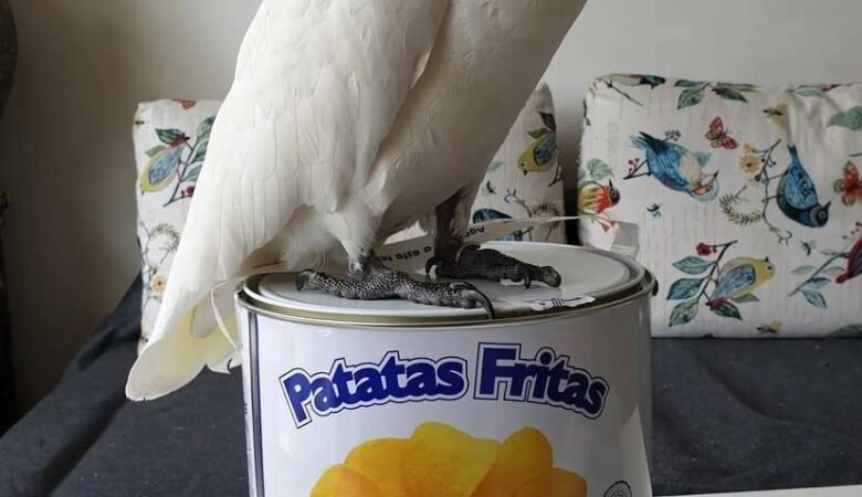 Cockatoo Parrots for Sale in San Luis Obispo County, CA