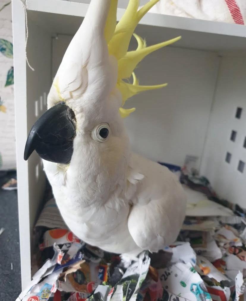 Cockatoo Parrots for Sale in Santa Barbara County