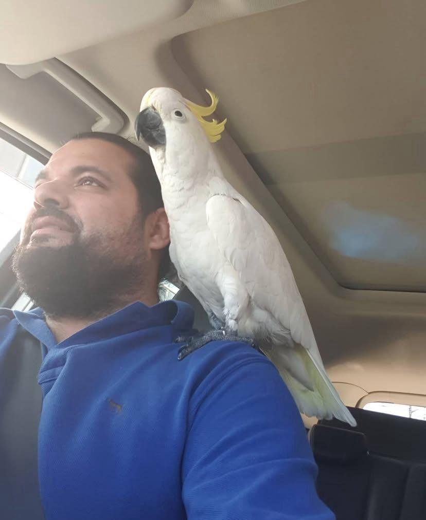 Cockatoo Parrots for Sale in Los Angeles County