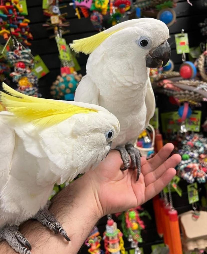 Cockatoo Parrots for Sale in Lassen County