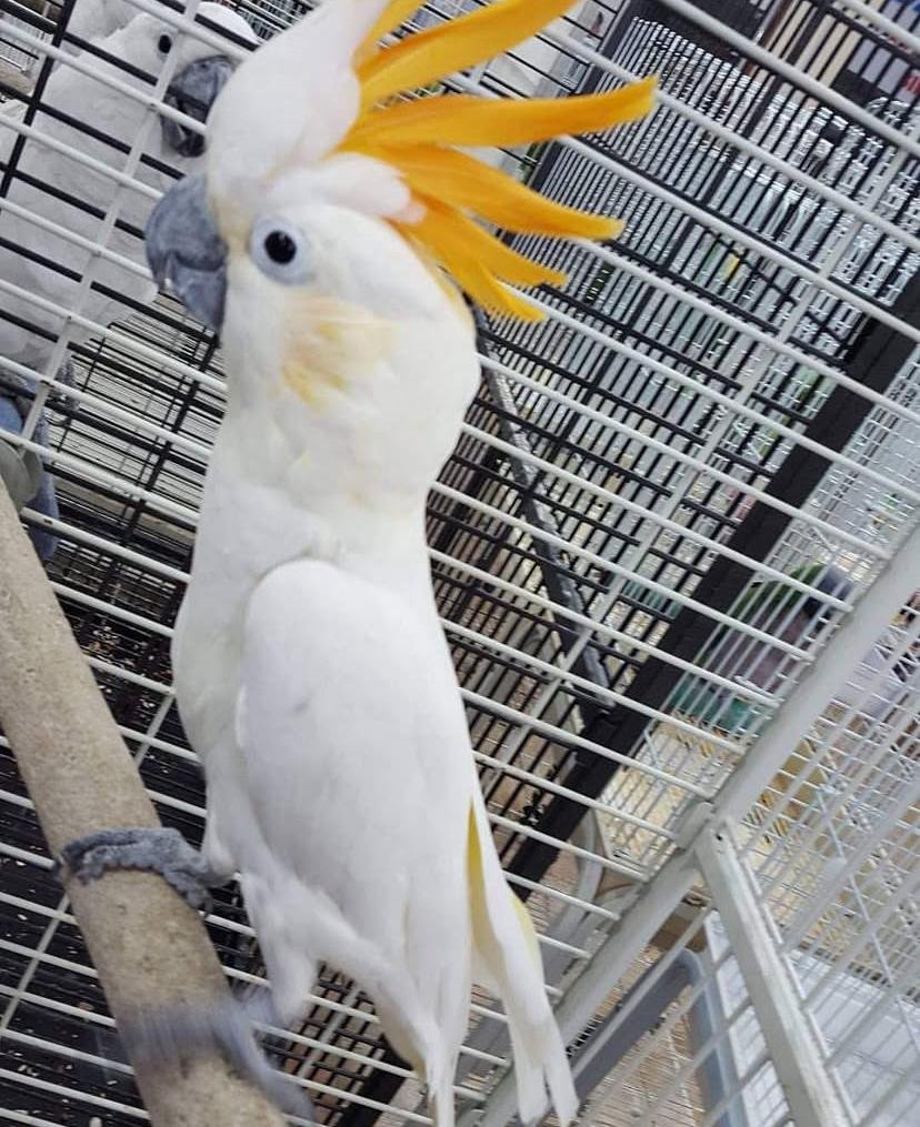 Cockatoo Parrots for Sale in Sierra County