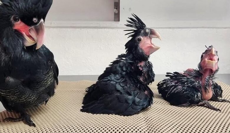 Cockatoo Parrots for Sale in Shasta County, CA