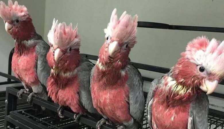 Cockatoo Parrot Breeders in Hawaii