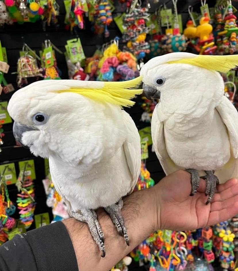 Cockatoo Parrots For Sale in Wexford
