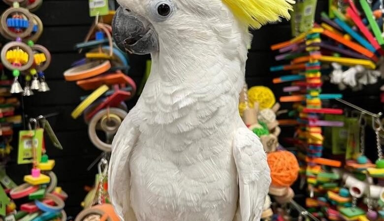 Cockatoo Parrot Breeders in Indiana