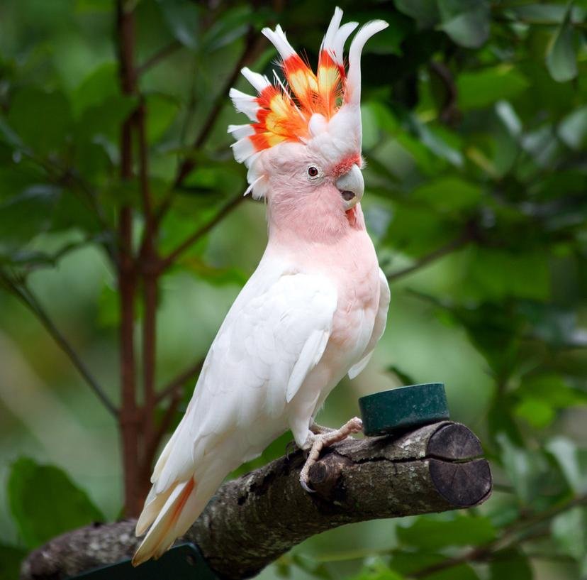 Cockatoo Parrots For Sale in Meath